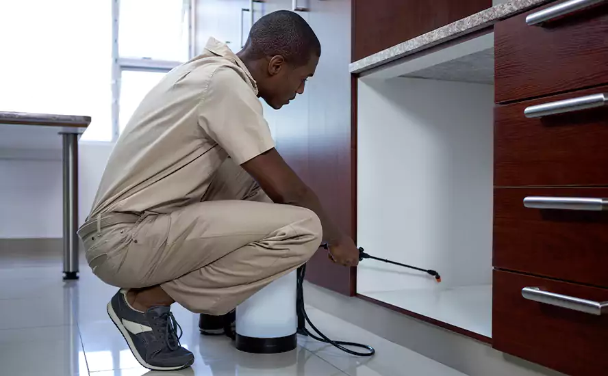 Top-Notch Pest Control in Carlsbad