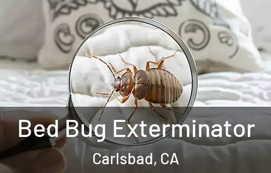  Bed Bug Exterminator Carlsbad, CA