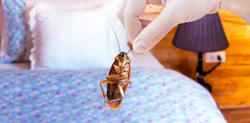 bed-bug-exterminator in Carlsbad, CA