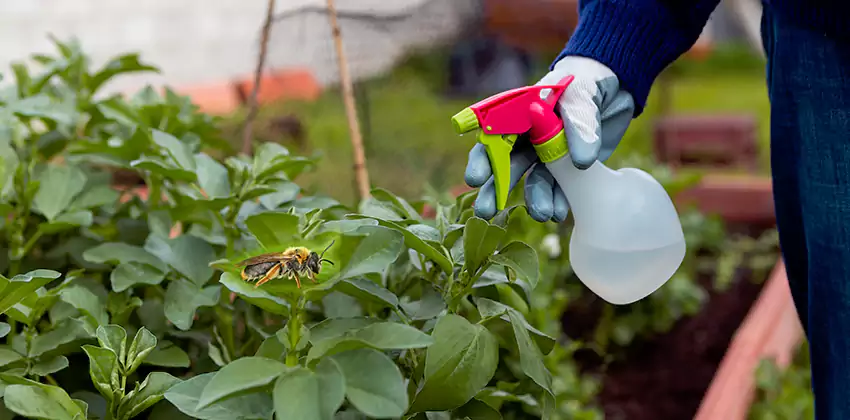 Carpenter Bee Treatment for Bedrooms Carlsbad, CA