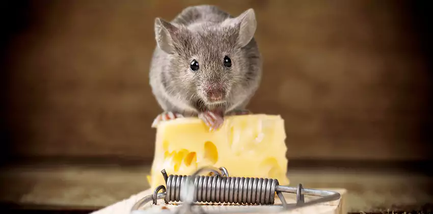 Mice Extermination for Bedrooms in Carlsbad, CA