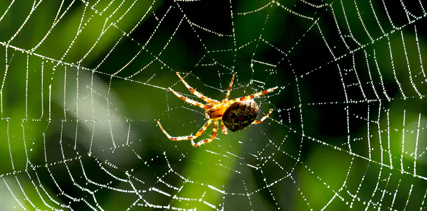 Organic and Chemical Spider Control Options Carlsbad, CA