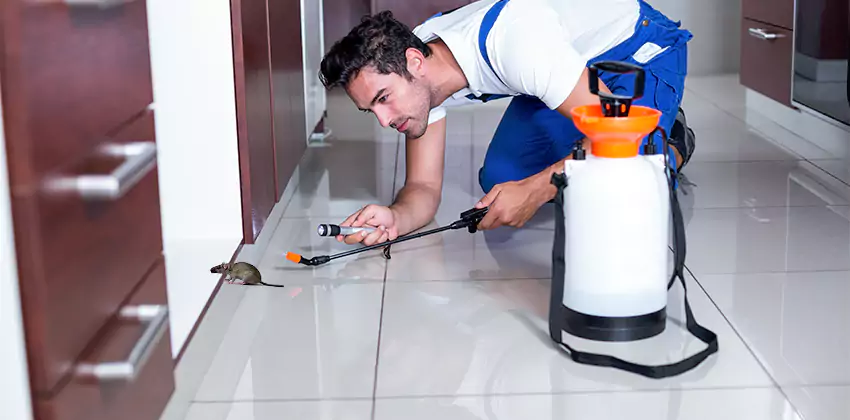 rat-control in Carlsbad, CA