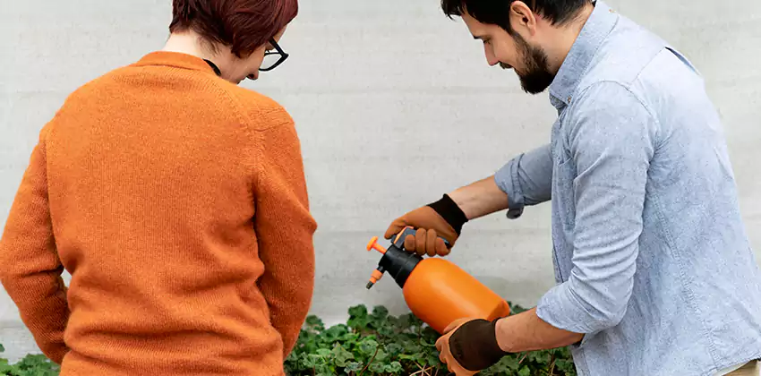 whitefly-treatment in Carlsbad, CA