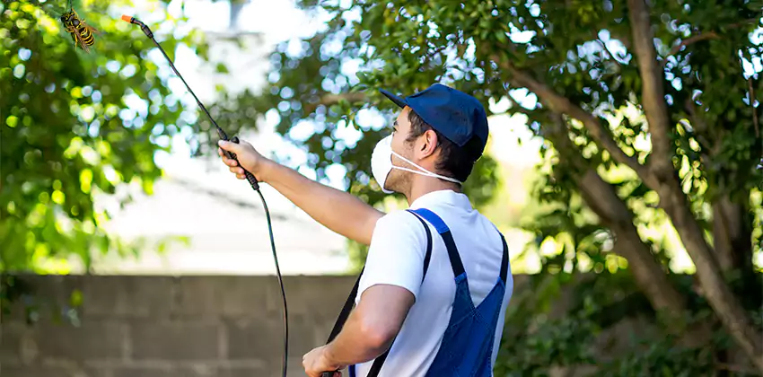 yellow-jacket-exterminator in Carlsbad, CA
