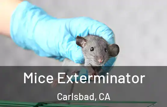  Mice Exterminator Carlsbad, CA