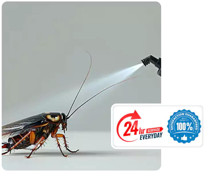About Cockroach Pest Control Carlsbad