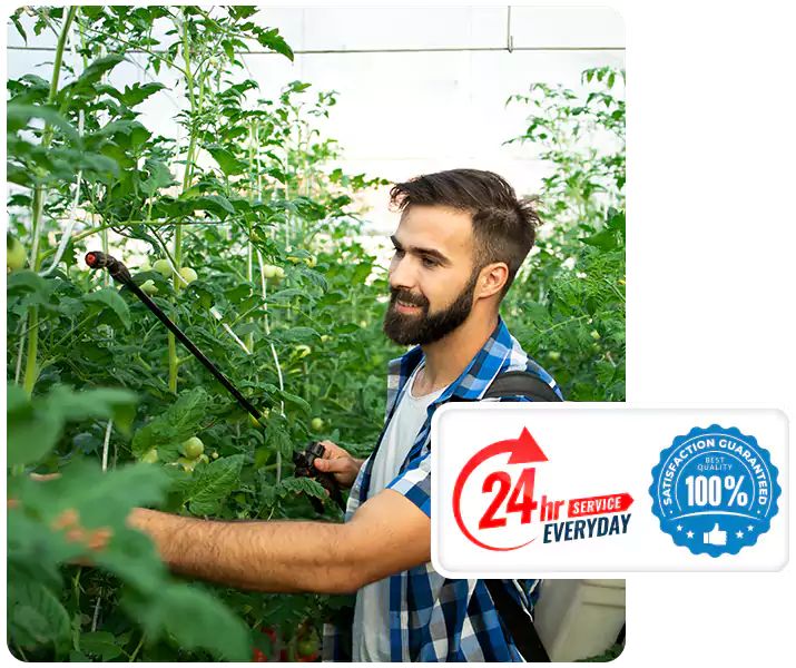 About Whitefly Treatment Carlsbad